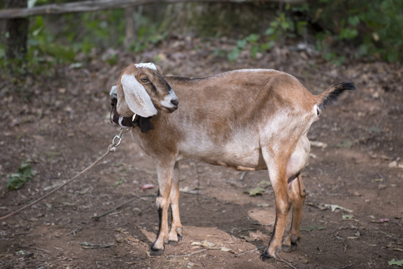 Eli the Goat - The Walking Dead _ Season 6, Episode 4 - Photo Credit: Gene Page/AMC