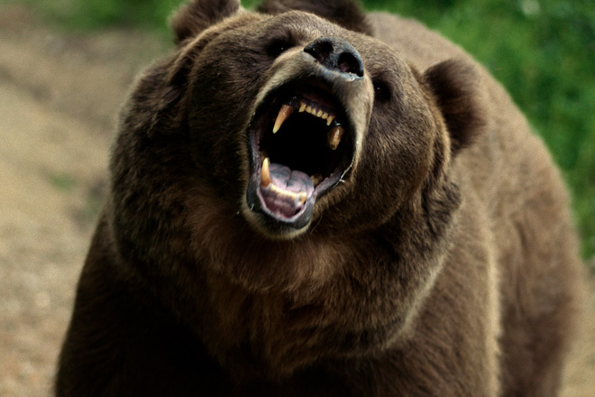 Grizzly Night / Saban Films (2026)